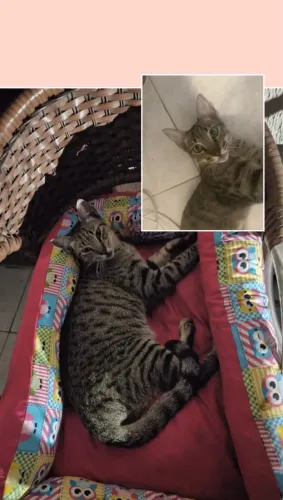 Gatinho lindo para adoção 