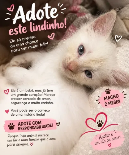 Adoção