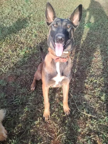 Pastor Belga Malinois fêmea - 7 meses