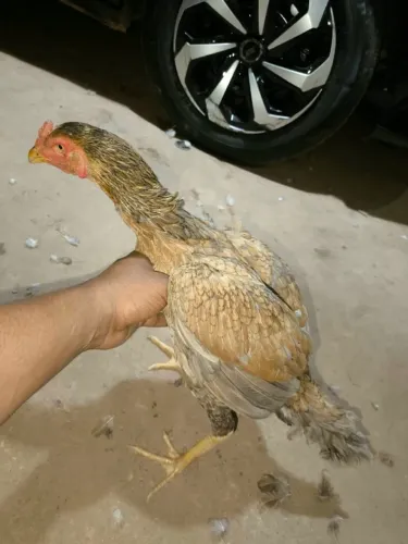 Vendo galinha índia