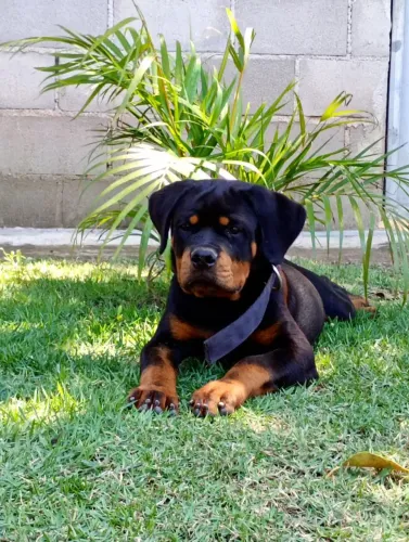 LINDOS FILHOTES DE ROTTWEILER - CABEÇA TOURO 