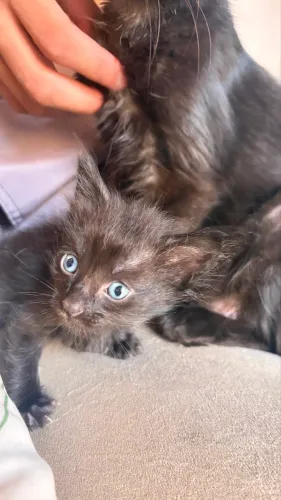 GATOS PRETOS FILHOTES 