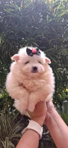 Spitz alemão Pequeno e Anão . Cores lindas e Moda para quem Ama