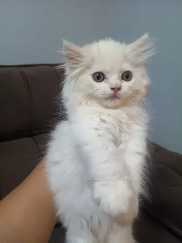 Gatos persa filhote
