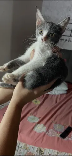 Adoção gata fêmea de 4 meses 