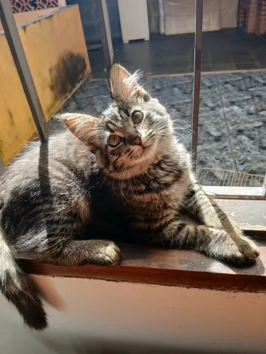 Filhote de gato doação