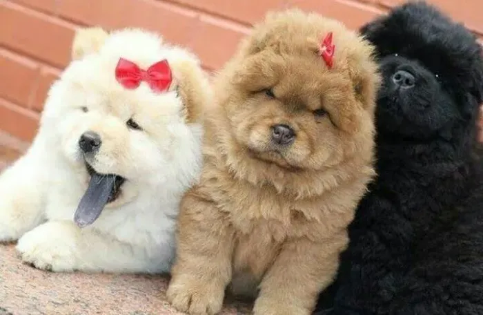 Filhotes De Chow Chow - O Cãozinho Dos Seus Sonhos Está Aqui