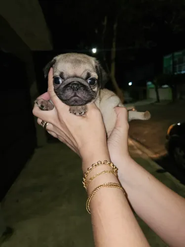Lindos machinhos de pug a pronta entrega