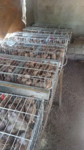 Vendo 300 codornas japonicas com 40 dias