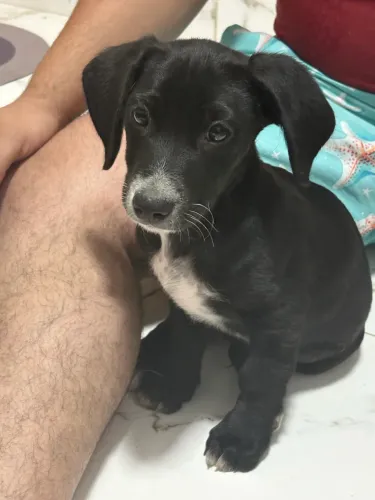 Cachorro vira lata 
