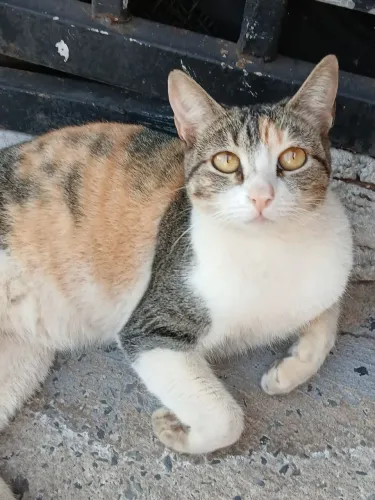Gatinha para doação