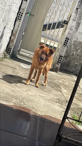 Filhote, bem dócil