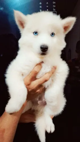 Husky siberiano (Machos )