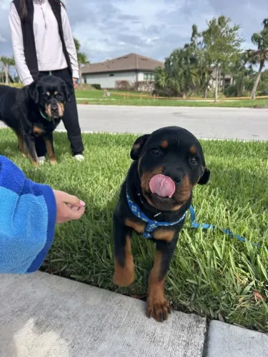 Rottweiler Filhotinho esperando para ser sua próxima descoberta