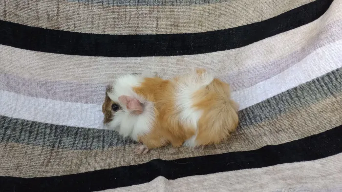porquinho da índia