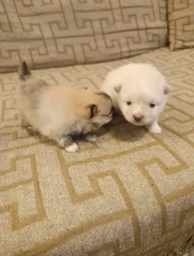 Lulu Pomerânia/ Spitz Alemao