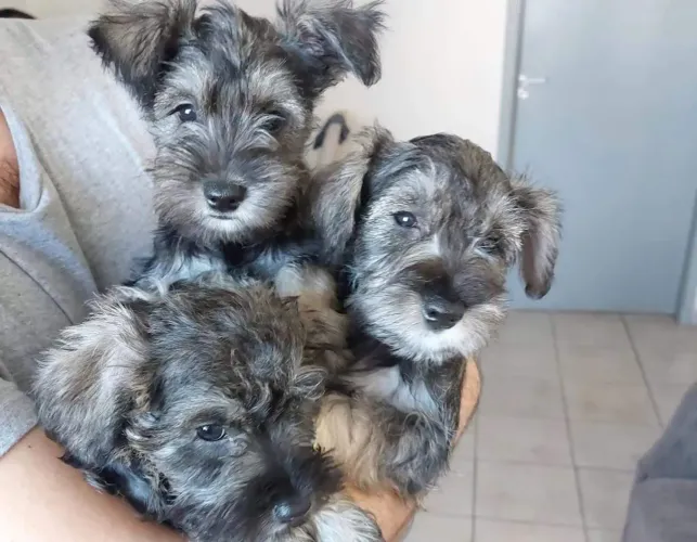 Filhotes de Schnauzer muito brincalhões.