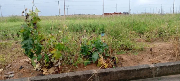Terreno