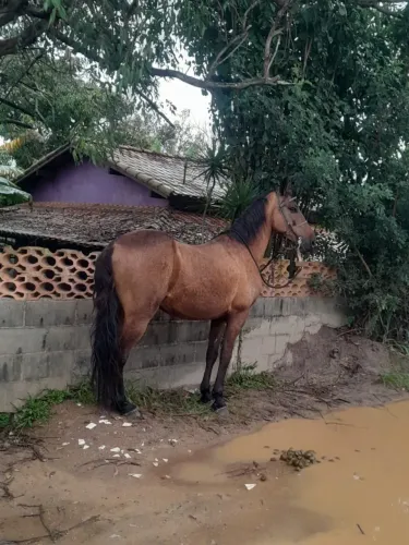 Cavalo Manga larga Machado