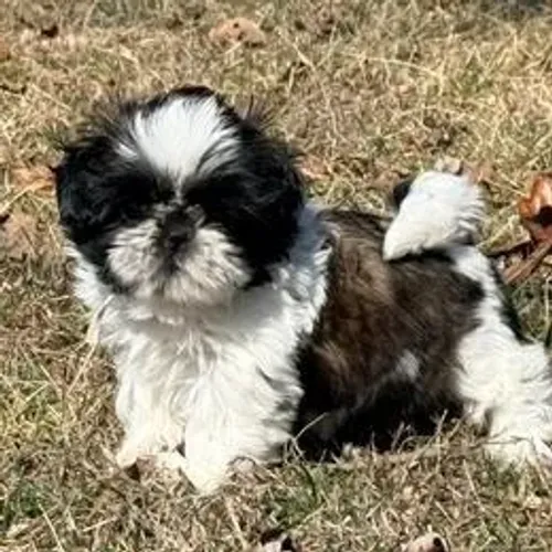 Shih Tzu,Shih Tzu Filhote Linda Linhagem Disponível
