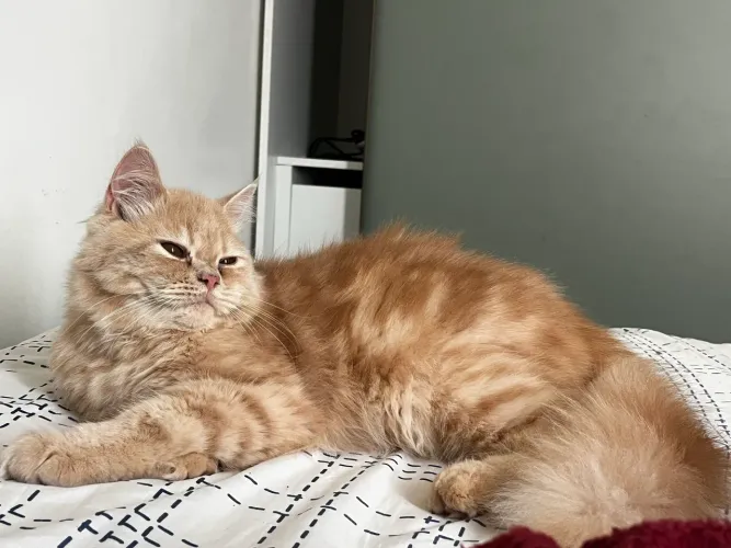 Casal gatos persas 6 meses
