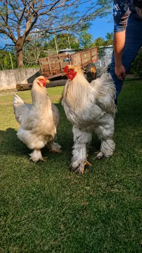 Brahma - Ovos Férteis, Pintinhos e Frangos | Raça Pura