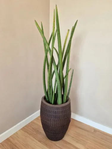 Lança de São Jorge grande em vaso de fibra marrom