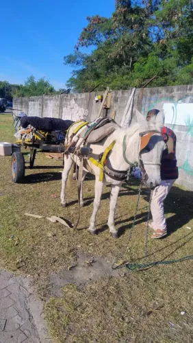 Carroça 