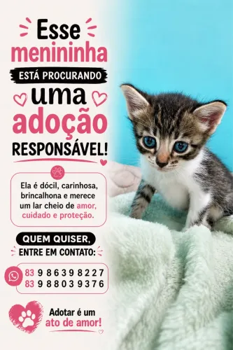 Adoção de gato 