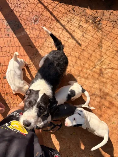 Doação de filhotes Parson Russell Terrier
