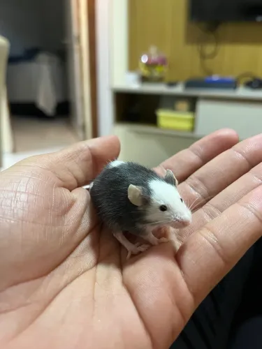 Rato camundongo 