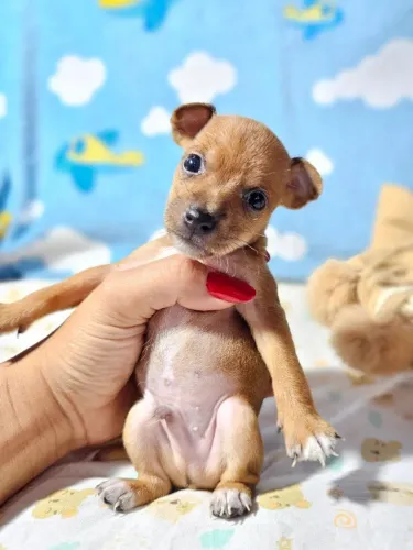 Neném Pinscher/Pincher saudável dócil e brincalhão de ótima genética