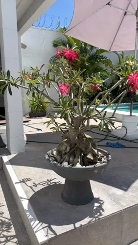 Rosa do deserto com jarro de cimento