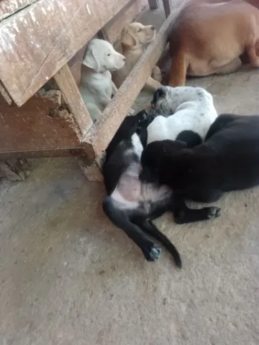 Cachorro pra doação
