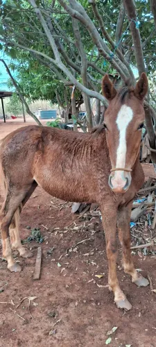 Potro mangalarga
