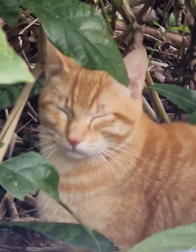 Gatos para adoção responsável 