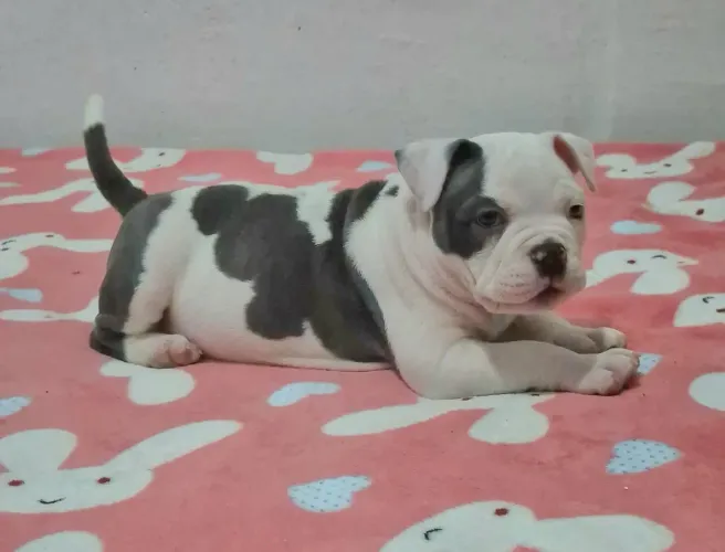 Bully Femea Micro