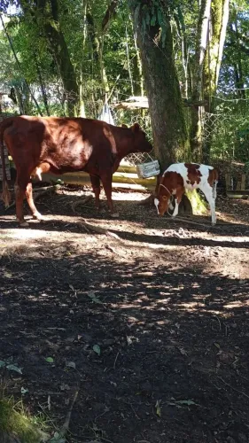 Vaca red angus primeira cria 