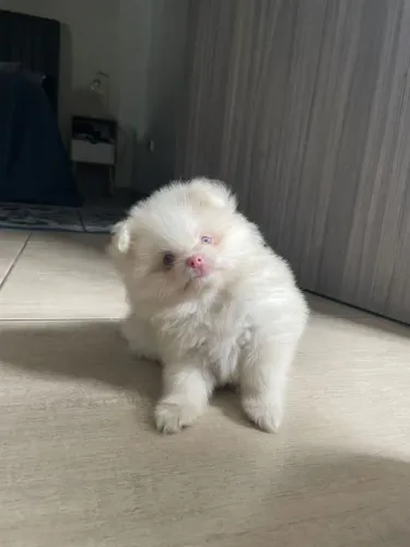 Spitz alemão Um spitz alemão de qualidade para quem busca amor real