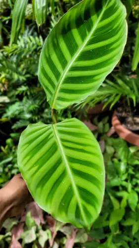 Maranta zebrina, Folhagem, decoração, Mudas ornamentais