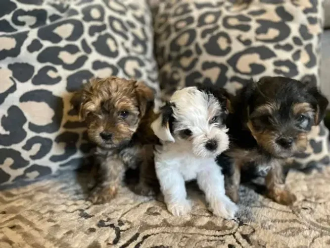 filhotes peludinhos e de pequeno porte 