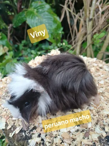Porquinho da india