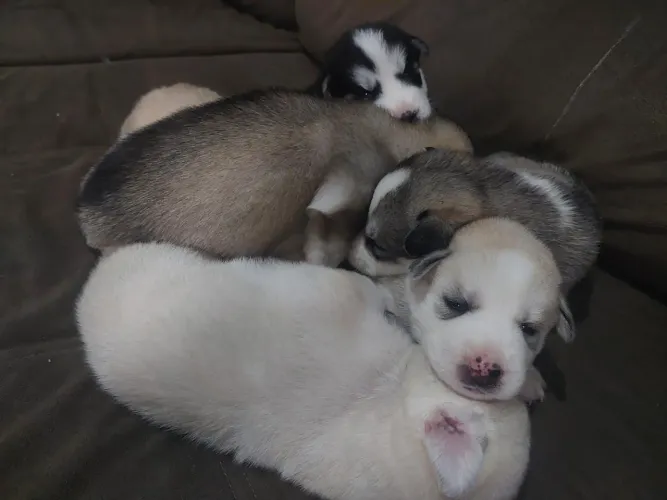 ?Filhote de Husky Siberiano - Disponível