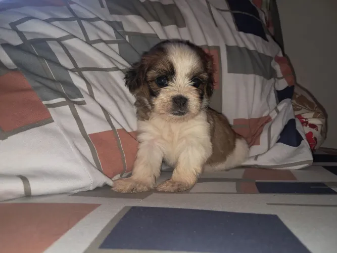 CACHORRO SHIH TZU PURO!!!