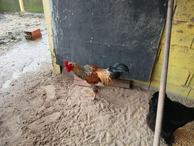 Galo Brhama Pesadão só nesse mês.
