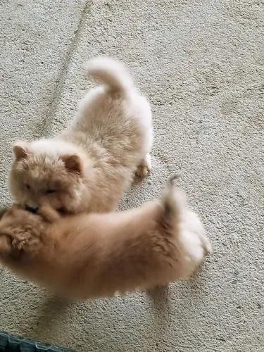 Cães Chow Chow filhotes 