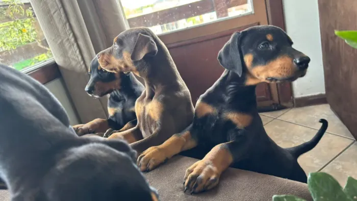 Filhotes de Dobermann