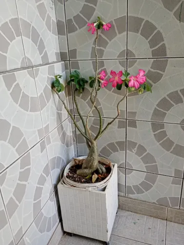 Rosa do deserto