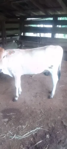 Vendo um bezerro e uma novilha