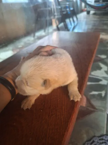 Vende se filhote de chow chow